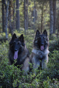Two dogs in a forest