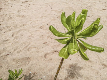 High angle view of small plant growing on sand