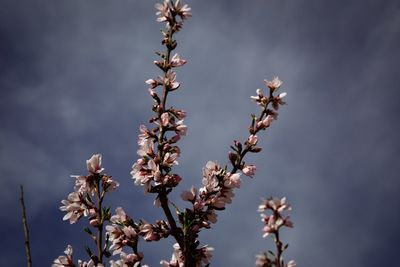 Low angle view of cherry blossom against sky