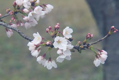 Close-up of cherry blossoms in spring