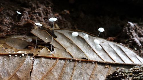 Close-up of water at night