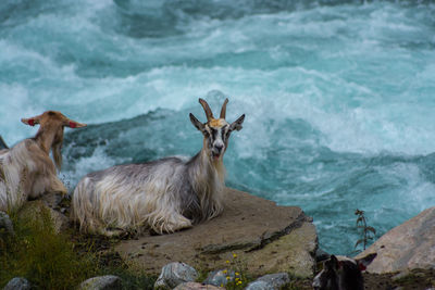 Goat at crystal clear, blue water in norway