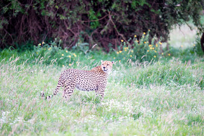 Portrait of a cat on field