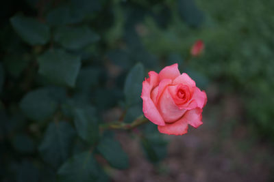 Close-up of pink rose