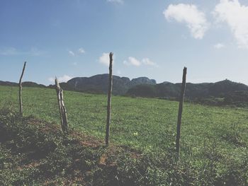 Scenic view of grassy field against sky