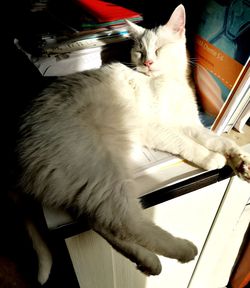 High angle view of cat relaxing on table at home