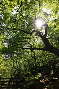 Low angle view of trees against bright sun