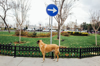 Dog on street against sky