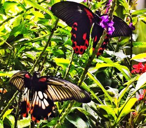Butterfly perching on leaf