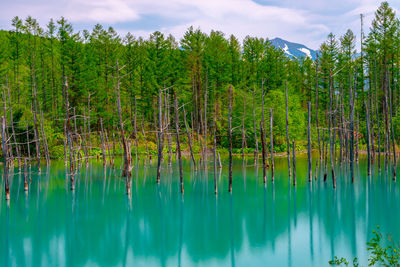 Scenic view of lake against trees in forest