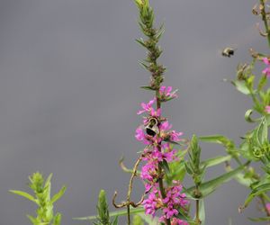 Close-up of pink flowering plant with bees