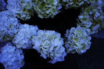 High angle view of white hydrangea flowers