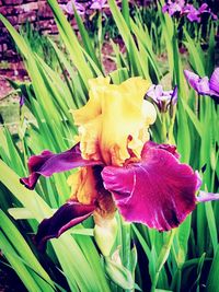 Close-up of purple flowering plants