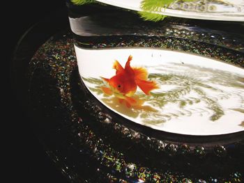 High angle view of fish swimming in glass