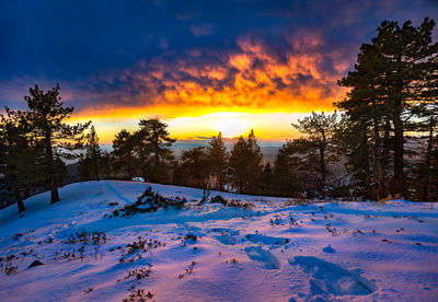 Trees on snow covered landscape