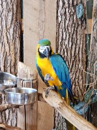 Close-up of parrot perching on tree trunk
