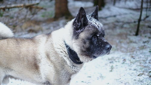 Close-up of a dog looking away