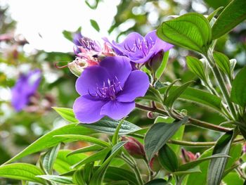 Close-up of purple flowers