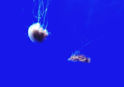 Close-up of jellyfish swimming in sea