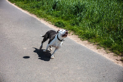 View of a dog on road