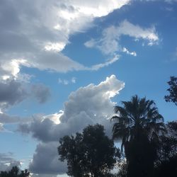 Low angle view of trees against sky