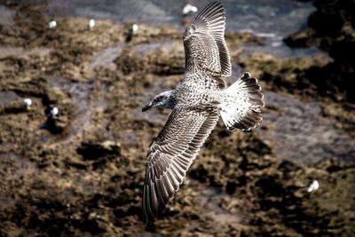 Close up of a bird