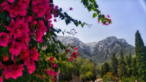 Flowers growing on tree mountain against sky