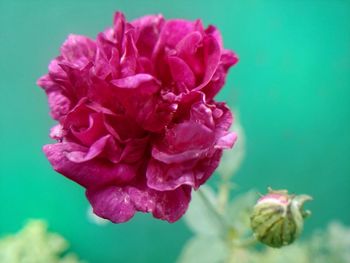 Close-up of pink flowers