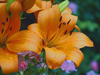 Close-up of raindrops on orange lily