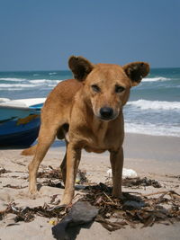 Portrait of sheep on beach