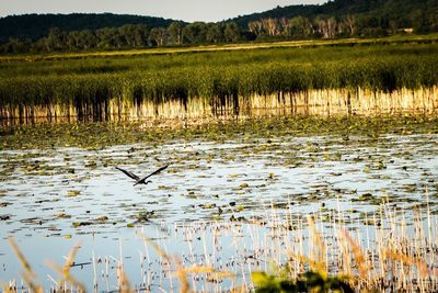 Scenic view of landscape