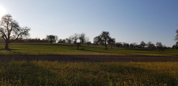 Scenic view of field against clear sky