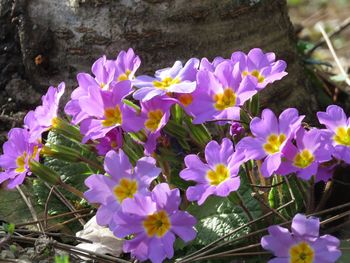 Close-up of purple crocus flowers