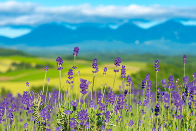 Violet lavender flowers field in summer sunny day with soft focus blur natural background.