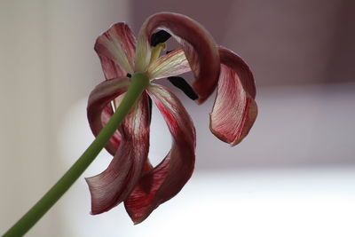 Close-up of flower