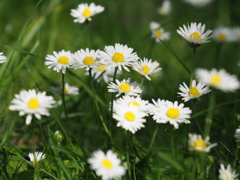 Close-up of white daisy flowers on field