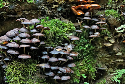 Close-up of mushrooms growing on field