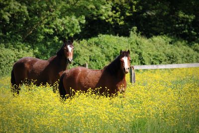 Horse standing on field