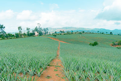 Scenic view of agricultural field against sky