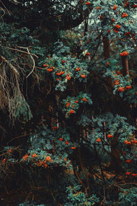 View of flowering trees in forest during autumn