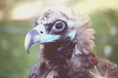 Headshot of baby eagle