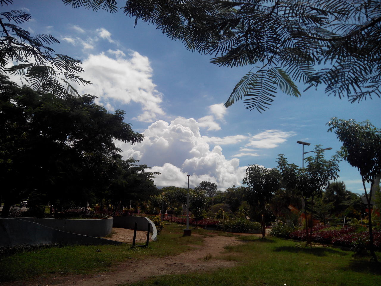 tree, sky, cloud - sky, grass, tranquility, tranquil scene, park - man made space, nature, growth, cloud, field, landscape, scenics, beauty in nature, green color, branch, cloudy, day, park, outdoors