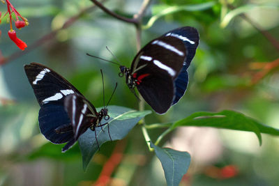 Close-up of butterfly on flower