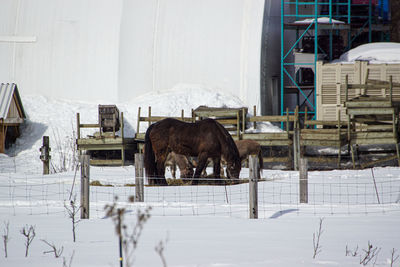 Horse standing on snow covered field
