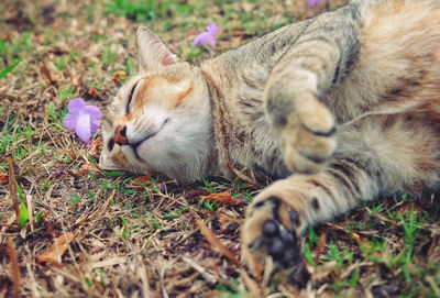 Close-up of a cat resting on field