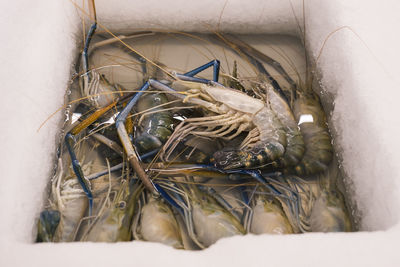 High angle view of eggs in nest