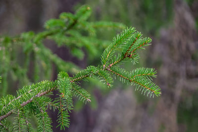 Close-up of pine tree