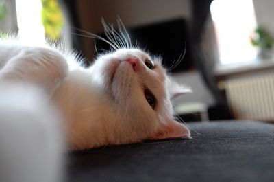 Close-up of a cat lying down