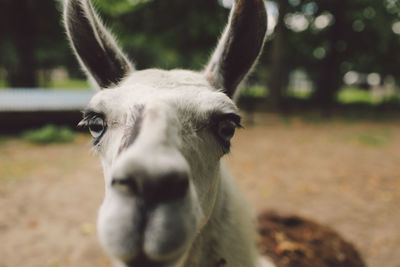 Close-up portrait of llama on field