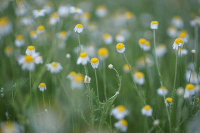 Wide field of matricaria chamomilla recutita, known as chamomile, camomile or scented mayweed.